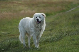 Herdenschutzhunde