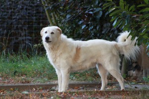 Herdenschutzhunde