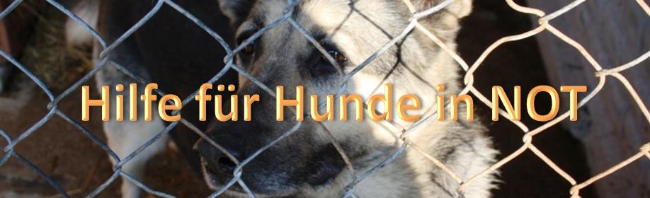 headerhund2015.12.02