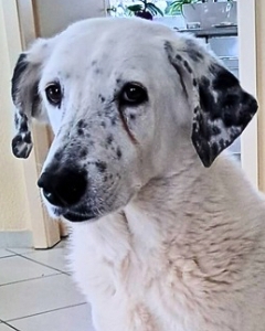 dringend neues Zuhause gesucht