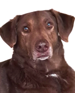 dringend neues Zuhause gesucht