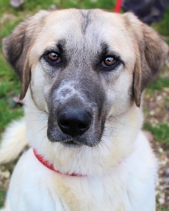 möchte nicht im Tierheim aufwachsen