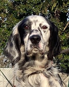 English Setter