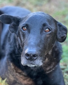 dringend Zuhause gesucht