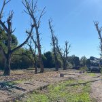 Abriss und Baumschnitt