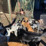 Hundegruppe kuscheln