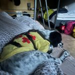 Kranker Hund im Bett