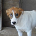 Nahaufnahme Trauriger Hund - Tyber (AR)